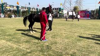 Indian Horse Championship Moga (Punjab) 2024