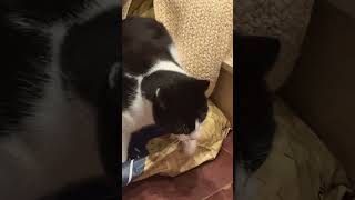 This mfka fell out of his own bed while he was asleep #cat #tuxedocat #funnycats