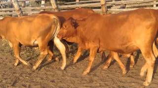 RLMS 2016 - 027 Marondera 10 Heifers ESTLW 268kg (230-300)MT