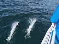 Porpoises in Alaska