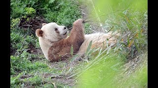 The World’s Only Brown Panda Who Was Abandoned As A Baby, Finally Finds Happiness