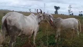 Cattle Farm-ជីវភាពមធ្យមក៏អាចចិញ្ចឹមគោបាន