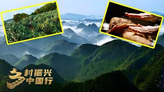 云南文山：“石旮旯”长出“金疙瘩”仙人掌变身致富“仙草”，腊科火腿飘香四海吸引无数游客 「乡村振兴中国行」| 财经风云