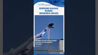 Heboh Video Viral Burung Gagak Berusaha Patuk dan Robek Bendera Israel yang Berkibar hingga Lepas