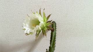 サボテン開花タイムラプス 「袖ヶ浦」 | Time-lapse video of flower of Cactus \