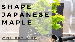 Shaping Japanese Maple with Guy Wire