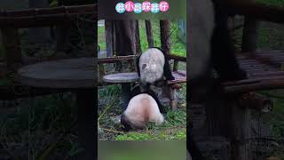 莽小五踩莽仔 #panda