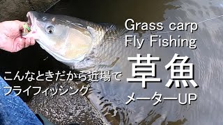 草魚釣りメーターUP！フライで釣れる！Grass carp FF