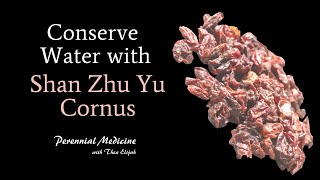 A Great Budgeting and Planning Herb | Shan Zhu Yu Cornus | Herb of the Week | Water Element