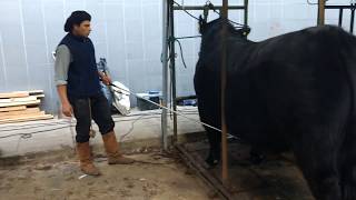 Massive brangus bull hair trimming for show LA Rural exposicion 2017 Buenos Aires Argentina