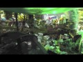 dreemtv dreemkitchen part 1 rainbow gathering 2011