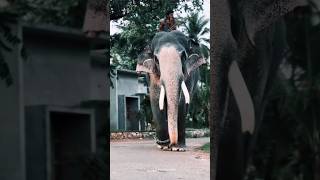 Entry ❤‍🔥⚡ vattamankavu manikandan | 💫 #trending #trendingshorts