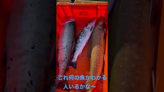 何の魚かわかるかな〜