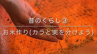 【昔のくらし③】お米作り(カラと実を分けよう)