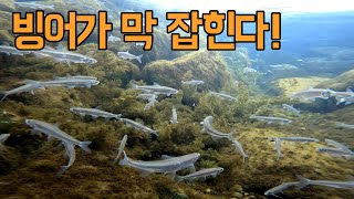 개인 빙어 낚시터! 여러분이 빙어를 왜 못잡는지 알려드리겠습니다!