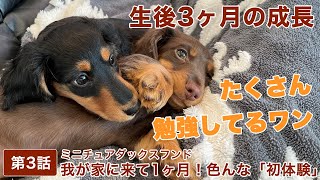 第3話　我が家に来て1ヶ月！たくさんの「初めて」を経験🐶【ミニチュアダックスフンド】