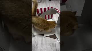 다이소 고양이 빵가게 스크래처 후기 #고양이 #장수냥이 #cat #포에버캣 #묘생30년