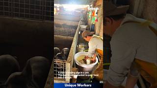 Feeding the pigs - The workers do their job perfectly || #machine #shorts