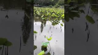 二二八國家紀念館 (原臺灣教育會館) 南門町三二三 - 台北植物園荷花池中心國立歷史博物館