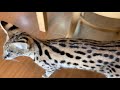 smart serval stops biting hard not f1 sayannah with dogs