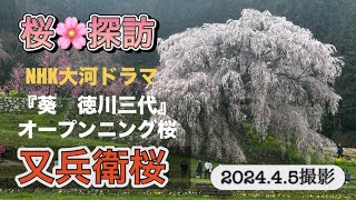 【又兵衛桜】（奈良県宇陀市）美しいを超えた伝説級の滝桜　＃なら#さくら#大河 #大河ドラマ