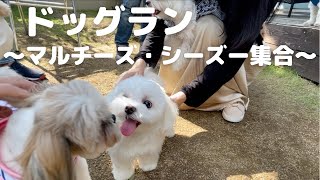 【ドッグラン】マルチーズ＆シーズー犬集合イベントに参加しました