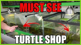 The Turtle Emporium - FULL TOUR