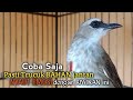 Trucuk BETINA Memanggil Jantan Cuk Cuk TAJAM EMOSI BIRAHI Pancingan Trucukan Gacor SUKA DIAM & MACET