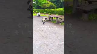 #ヤンチャム#Pancham#動画で一言#公園#癒し#ポケモン#読み上げ機能 #Shorts  🌸💕✨