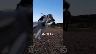 春の足音が聞こえてきたね🌳☀️✨ #dog #whippet #fukuoka