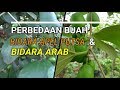 Ini Perbedaan Buah Bidara Arab &  Bidara Apel Putsa Mana yang Bisa di Konsumsi !!!