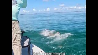 如果钓到上百斤的海鲢，鳞片的价值比鱼肉还高