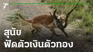 สุนัขฟัดตัวเงินตัวทอง | 07-05-65 | ข่าวเช้าไทยรัฐ เสาร์-อาทิตย์