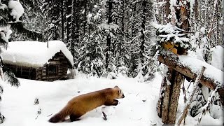 Проверка путика. Долгожданный трофей.