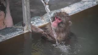 「いい湯だな」　北海道・函館でサル山温泉始まる