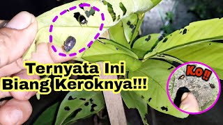 Cara Ini Terbukti Ampuh Untuk Membasmi Hama / Serangga Pengorok Pada Daun Jambu Citra