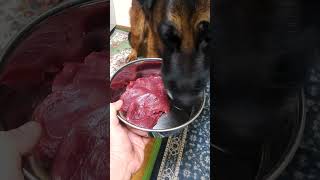 シェパード　さくら　肉食獣の10秒メシ　#生鹿肉　#狩猟肉