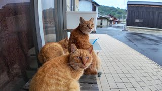 猫島を散策していると雨が降り出したので軒先で猫と一緒に雨宿り