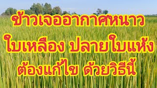 ข้าวเจออากาศหนาว  ทำให้..ใบเหลือง  ปลายใบแห้ง..ต้องแก้ไข ด้วยวิธีนี้  🌾🌾 สนใจผลิตภัณฑ์ 0899428684