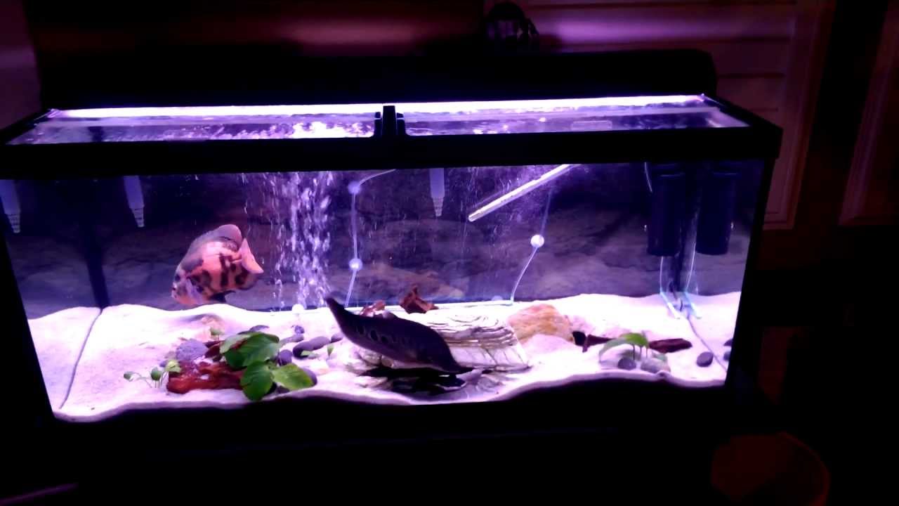 My Fish Tank Setup Youtube
