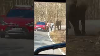 The Close Call of Stupid Men Taking Selfie With Angry Elephant