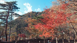 【Full HD】塩原温泉ビジターセンターの紅葉｜Shiobara Onsen Visitor Center Autumn leaves｜Nasushiobara-shi Tochigi Japan