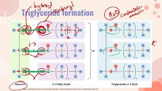 IB Biology HL B1.1 Lipids lecture