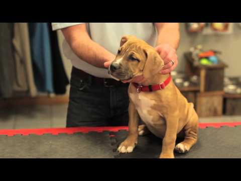 How to Know What Kind of Puppy You Have : Your New Puppy How to Know What Kind of Puppy You Have : Your New Puppy