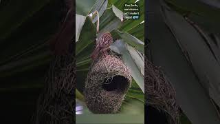 Nest Basement strangthening 🏗️🪹 #weavers #birdnest #nestbuilding #nature