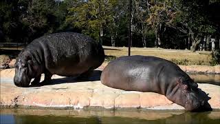 豊橋総合動植物公園 のんほいパークの動物たち 2020年1月9日 Toyohashi Zoo