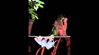 Archerfish spit precision loogies | Science News