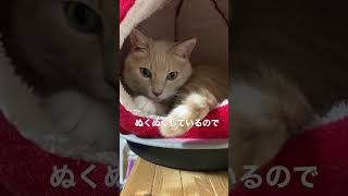 猫寒さ対策万全　あったかリンゴドームに早速入ってぬっくぬく