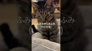 ふみふみ(別名:パンこね)からしか得られない栄養もありますよね。　#shorts #catvideos #猫 #cat #白猫 #キジトラ猫 #保護猫 #ねこのいる暮らし #ペット