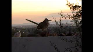 Roadrunner Female Sundown Vocalizing 091019